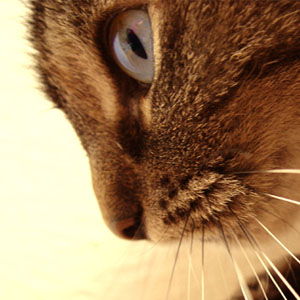 szkoda-ze-taryfy-pre-paid-dedykowane-mobilnemu-internetowi-sa-jak-wykastrowany-kot