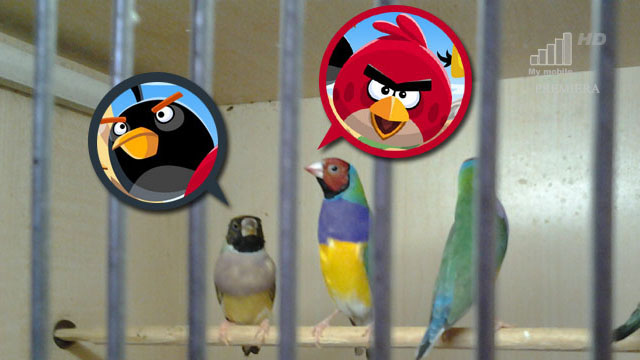 angry-birds-naprawde-istnieja