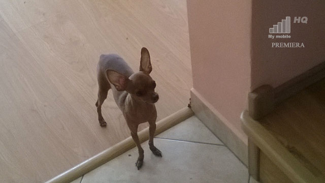 klientowi-darmowe-rozmowy-w-sieci-po-doladowaniu-naleza-sie-jak-psu-micha