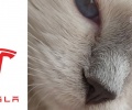 PREMIERA: Nos kota faktycznie wygląda jak logo Tesla