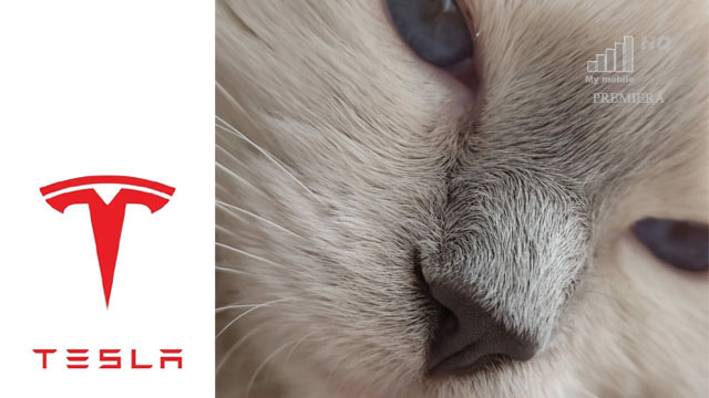 Tesla logo jak nos kota